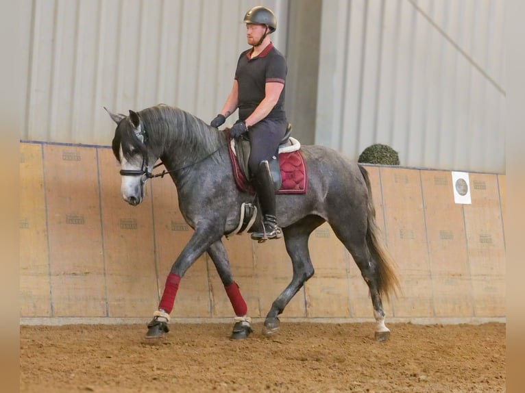 PRE Croisé Jument 5 Ans 160 cm Rouan bleu in Neustadt (Wied)