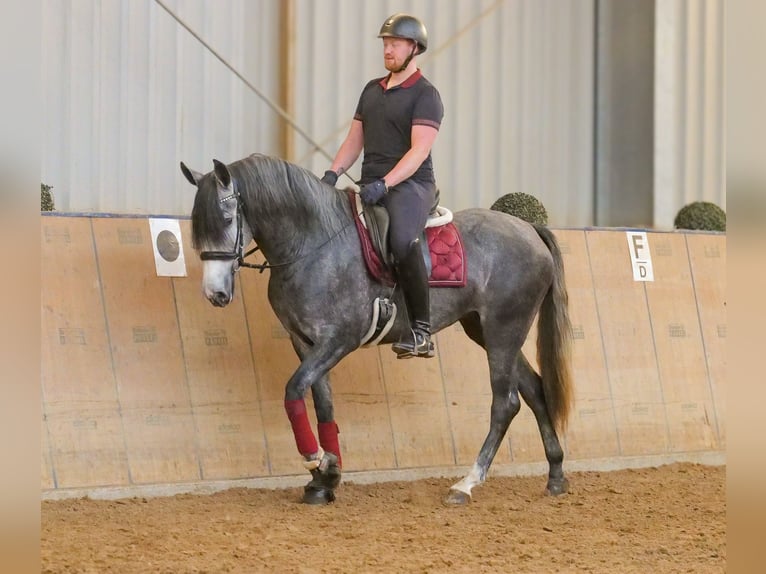 PRE Croisé Jument 5 Ans 160 cm Rouan bleu in Neustadt (Wied)
