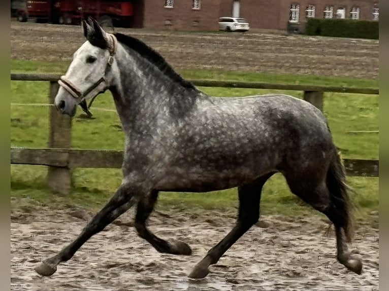 PRE Croisé Jument 5 Ans 160 cm Rouan bleu in Münster