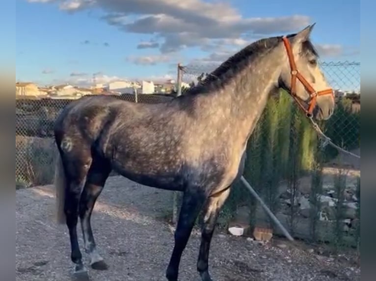 PRE Croisé Jument 5 Ans 160 cm Rouan bleu in Münster