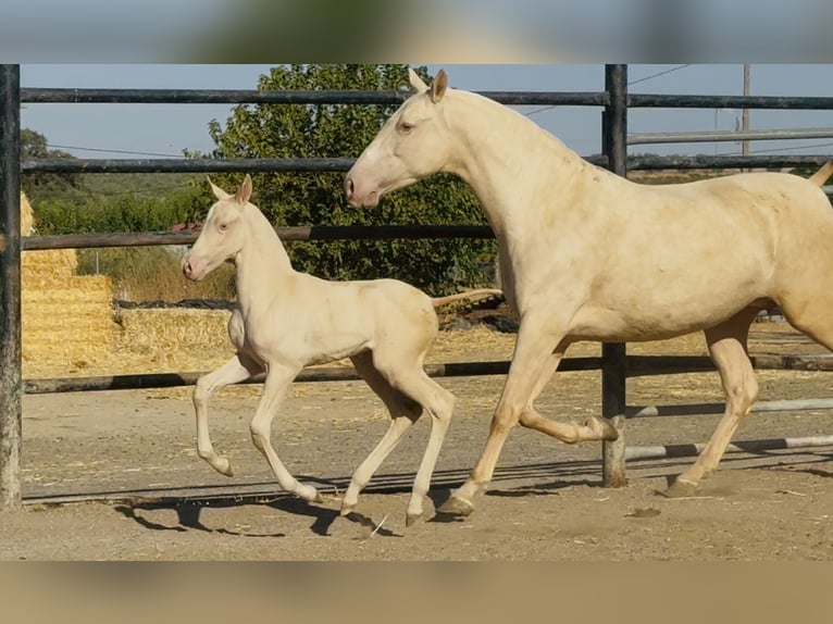 PRE Croisé Jument 5 Ans 161 cm Cremello in Santa Marta