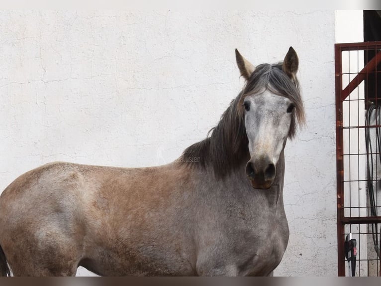 PRE Jument 5 Ans 161 cm Gris in Provinz Malaga