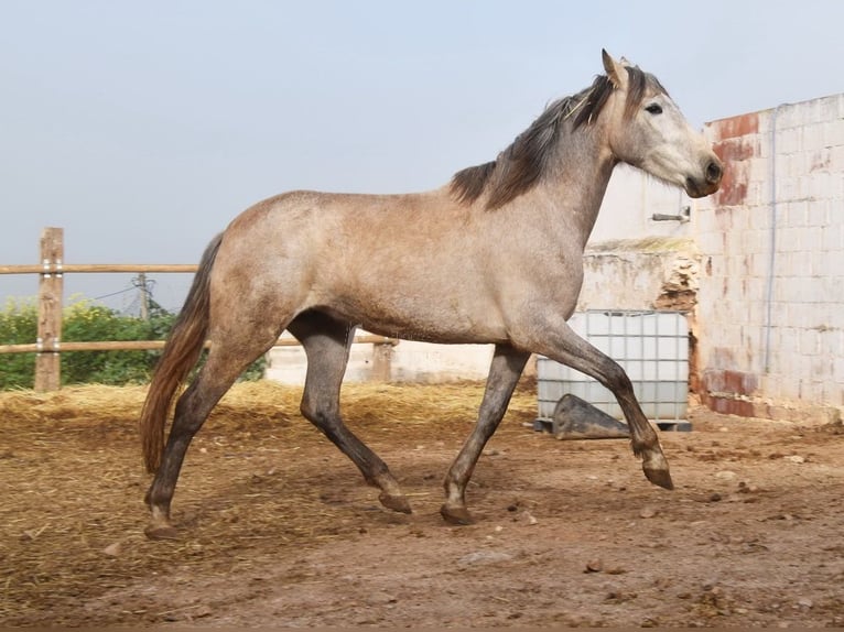 PRE Jument 5 Ans 161 cm Gris in Provinz Malaga