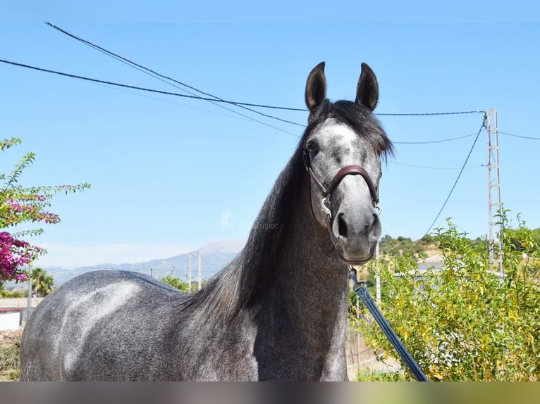 PRE Jument 5 Ans 161 cm Gris in Provinz Malaga