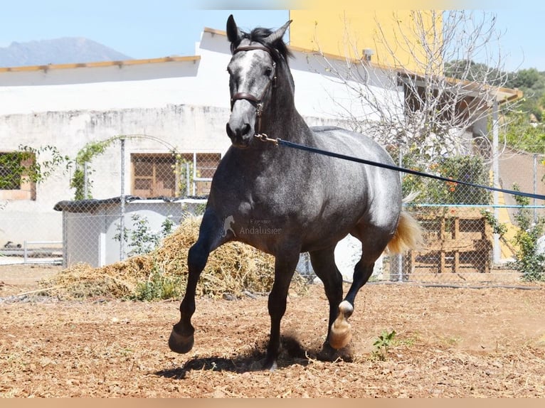 PRE Jument 5 Ans 161 cm Gris in Provinz Malaga