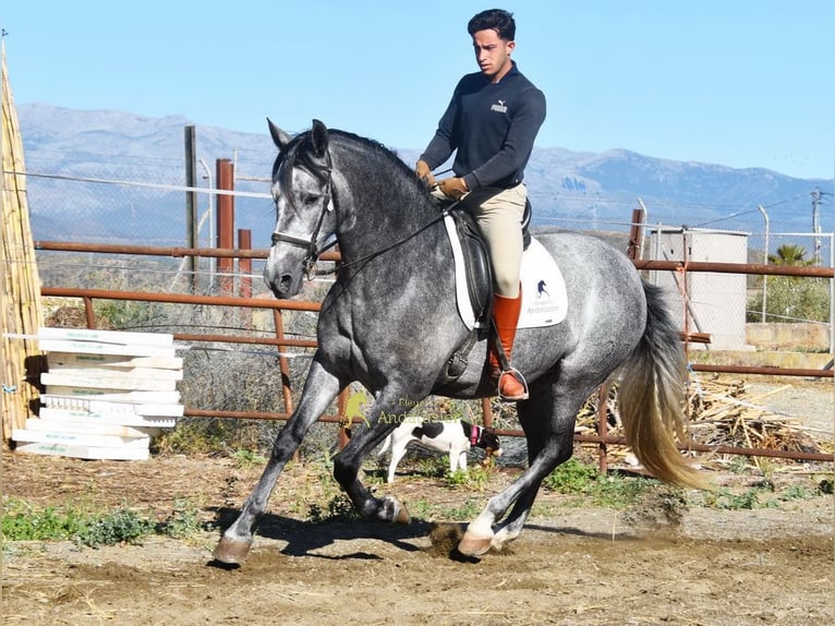 PRE Jument 5 Ans 161 cm Gris in Provinz Malaga