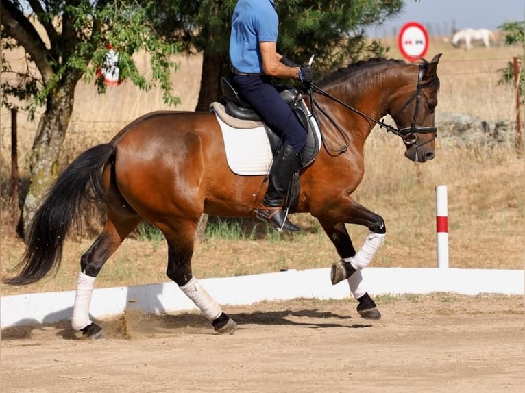 PRE Croisé Jument 5 Ans 162 cm Bai in Navas Del Madro&#xF1;o