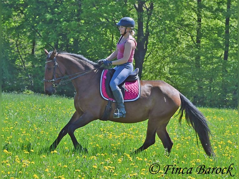 PRE Jument 5 Ans 162 cm Bai in Wiebelsheim