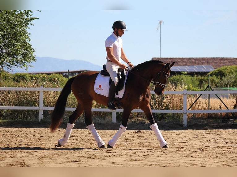 PRE Croisé Jument 5 Ans 162 cm Bai in Madrid