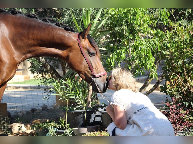 PRE Croisé Jument 5 Ans 162 cm Bai in Madrid