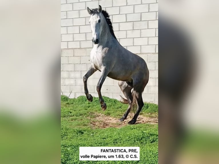 PRE Croisé Jument 5 Ans 162 cm in Vejer de la Frontera