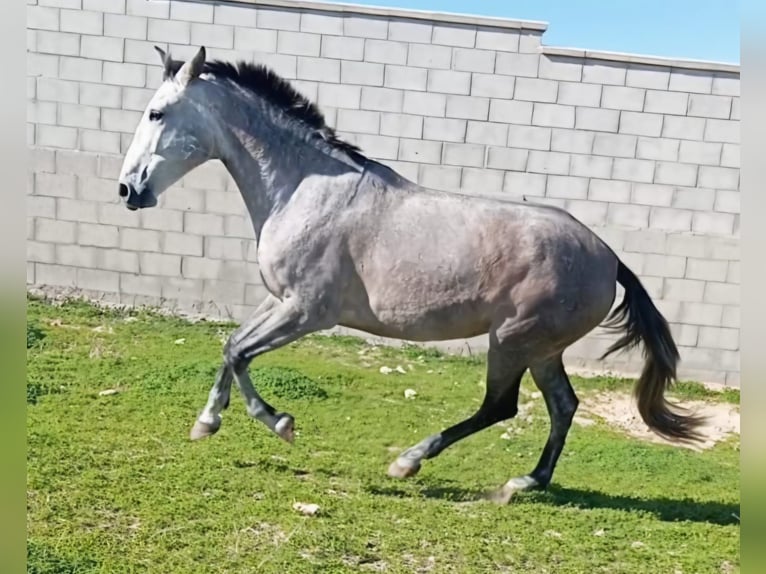 PRE Croisé Jument 5 Ans 162 cm in Vejer de la Frontera