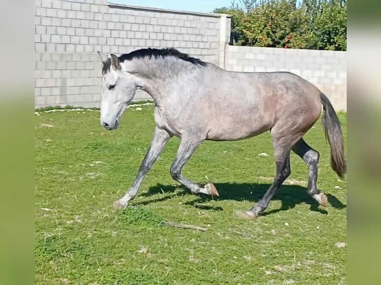PRE Croisé Jument 5 Ans 162 cm in Vejer de la Frontera