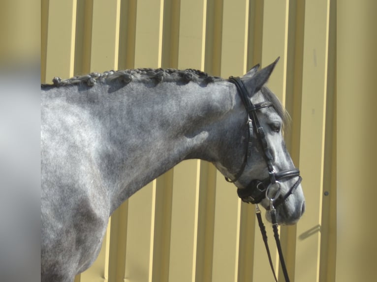 PRE Croisé Jument 5 Ans 162 cm Gris in Würzburg