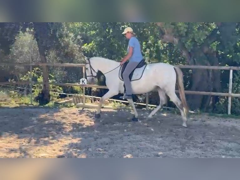 PRE Croisé Jument 5 Ans 162 cm Gris in Felanitx