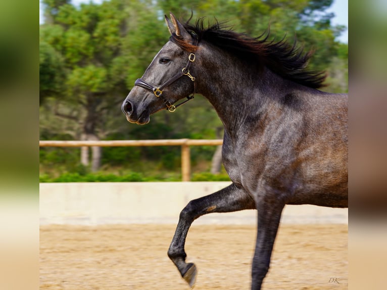 PRE Jument 5 Ans 162 cm Gris in Manacor