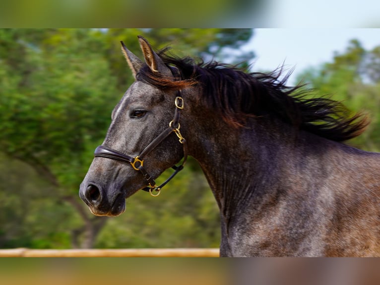 PRE Jument 5 Ans 162 cm Gris in Manacor