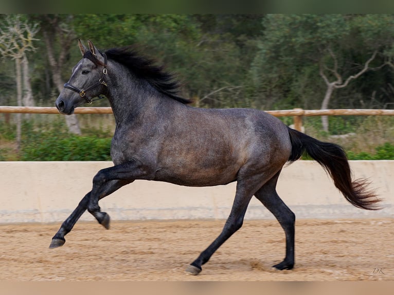 PRE Jument 5 Ans 162 cm Gris in Manacor