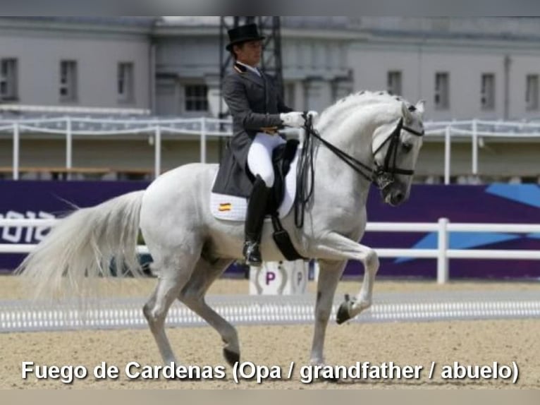 PRE Jument 5 Ans 162 cm Gris in Provinz Cordoba