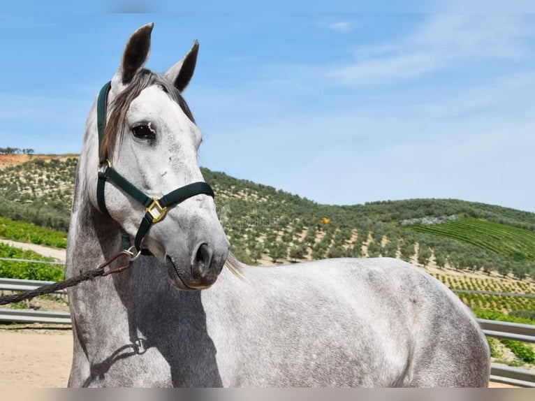 PRE Jument 5 Ans 162 cm Gris in Provinz Cordoba