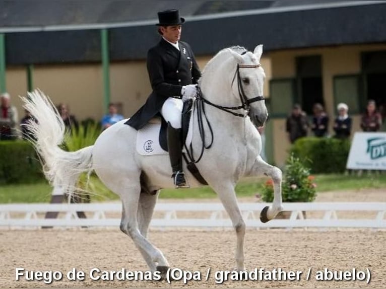 PRE Jument 5 Ans 162 cm Gris in Provinz Cordoba