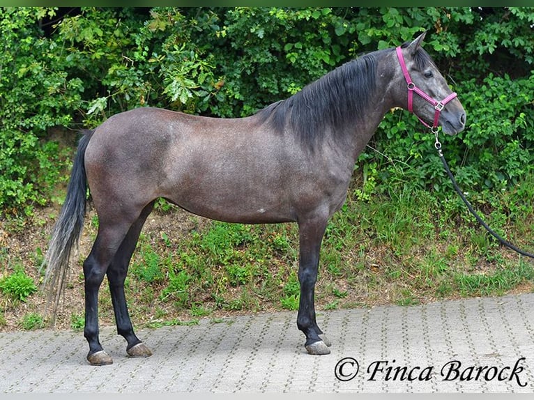 PRE Jument 5 Ans 162 cm Gris in Wiebelsheim