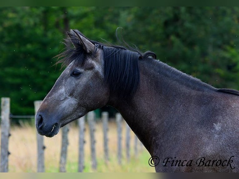 PRE Jument 5 Ans 162 cm Gris in Wiebelsheim