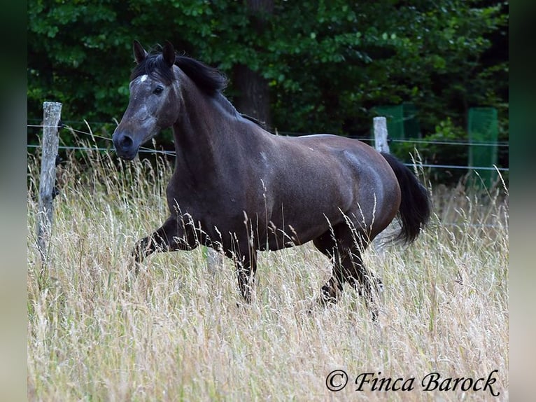 PRE Jument 5 Ans 162 cm Gris in Wiebelsheim