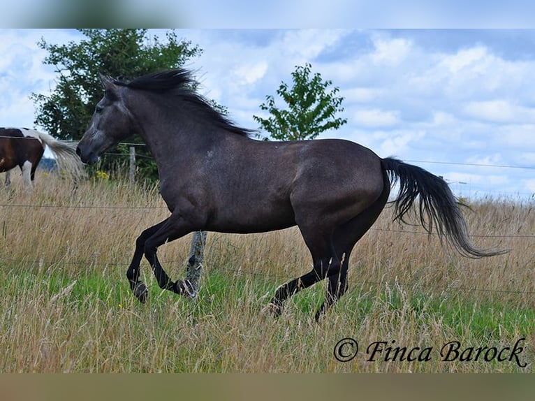 PRE Jument 5 Ans 162 cm Gris in Wiebelsheim