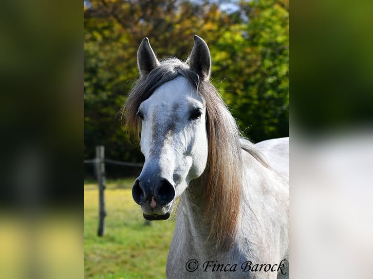 PRE Jument 5 Ans 162 cm Gris in Wiebelsheim