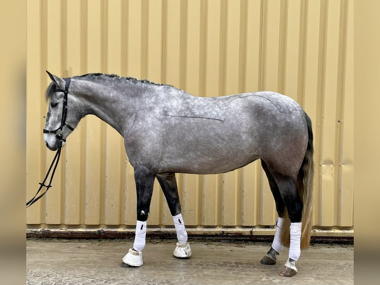 PRE Croisé Jument 5 Ans 162 cm Gris noir in Würzburg