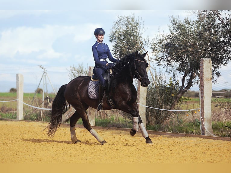 PRE Jument 5 Ans 162 cm Noir in Carmona