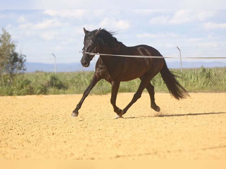PRE Jument 5 Ans 162 cm Noir in Carmona