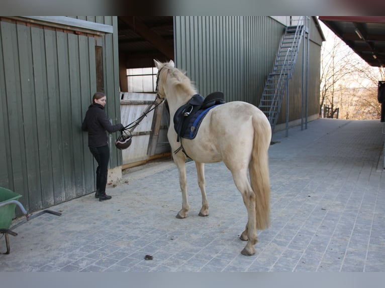 PRE Jument 5 Ans 162 cm Perlino in Moisburg