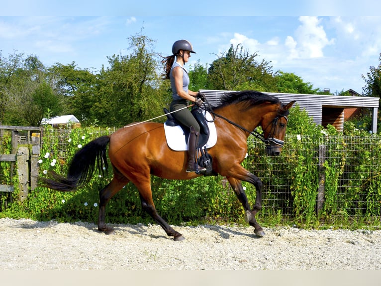 PRE Jument 5 Ans 163 cm Bai brun in Haaltert