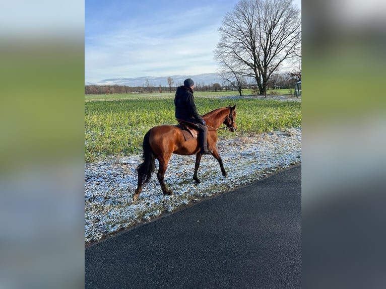 PRE Croisé Jument 5 Ans 163 cm Bai in Dörverden