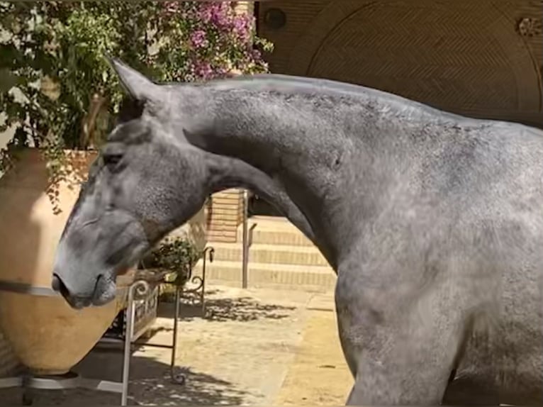 PRE Jument 5 Ans 163 cm Gris in Fuentes De Andalucia