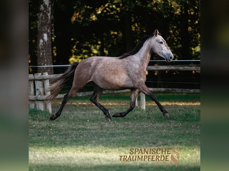 PRE Croisé Jument 5 Ans 163 cm Gris in Traventhal