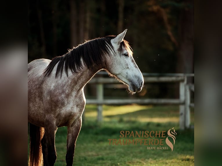 PRE Croisé Jument 5 Ans 163 cm Gris in Traventhal