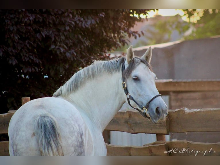 PRE Croisé Jument 5 Ans 163 cm Gris in Brandis