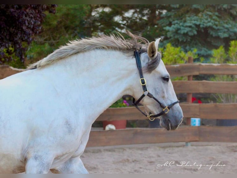 PRE Croisé Jument 5 Ans 163 cm Gris in Brandis