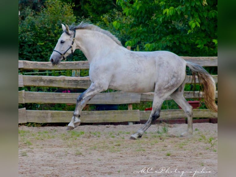 PRE Croisé Jument 5 Ans 163 cm Gris in Brandis