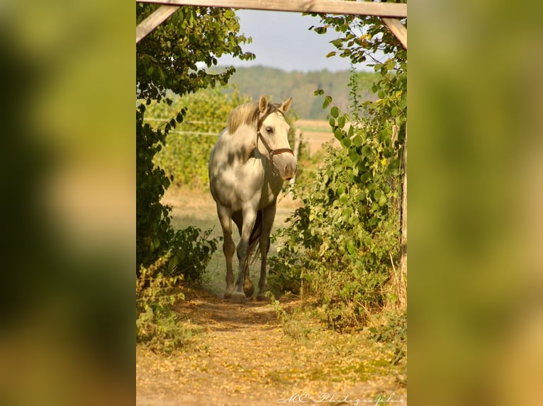 PRE Croisé Jument 5 Ans 163 cm Gris in Brandis