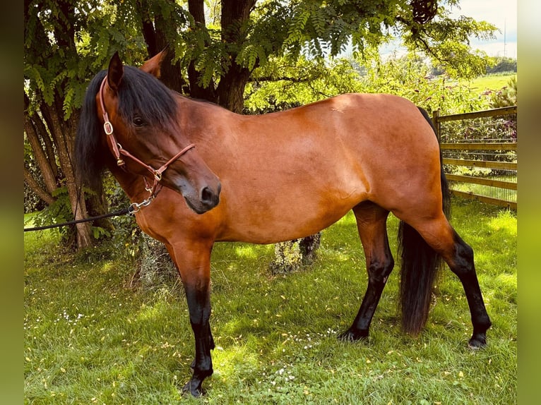 PRE Jument 5 Ans 163 cm in Ruppichteroth
