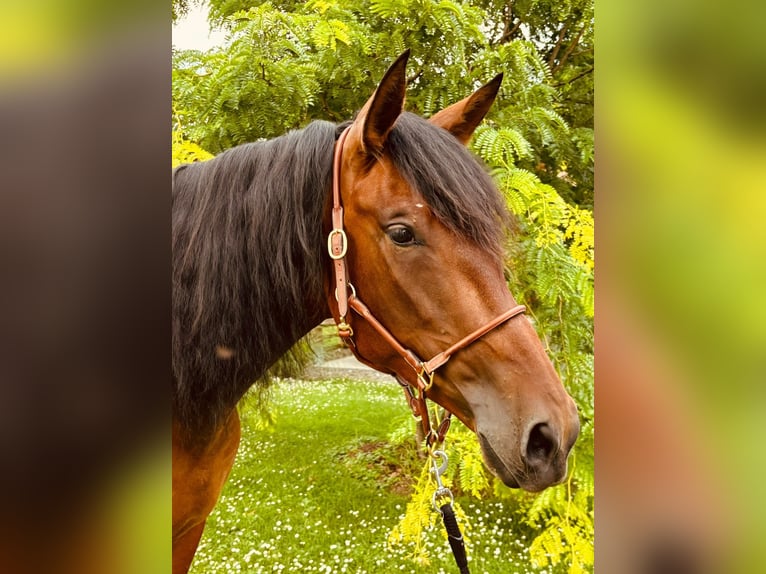 PRE Jument 5 Ans 163 cm in Ruppichteroth