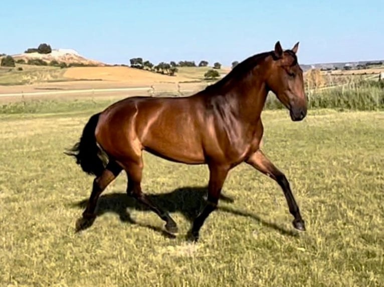 PRE Croisé Jument 5 Ans 164 cm Bai cerise in NAVAS DEL MADRONO