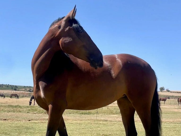 PRE Croisé Jument 5 Ans 164 cm Bai cerise in NAVAS DEL MADRONO