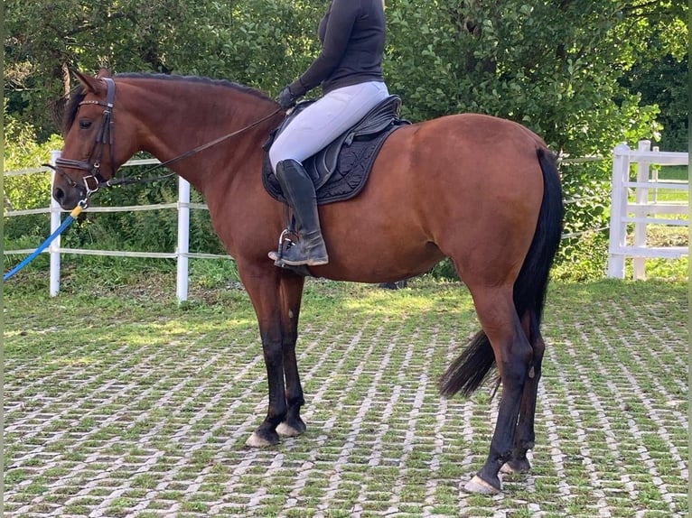 PRE Croisé Jument 5 Ans 164 cm Bai in Brilon