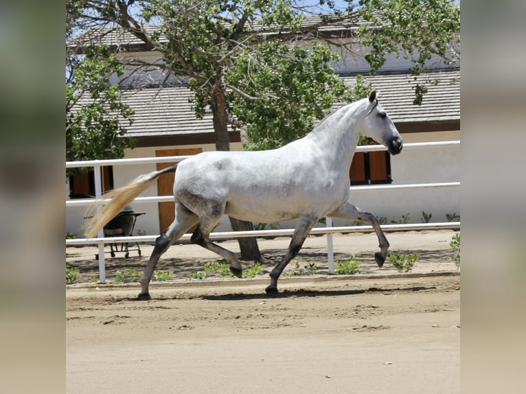 PRE Croisé Jument 5 Ans 164 cm Gris in Ramona