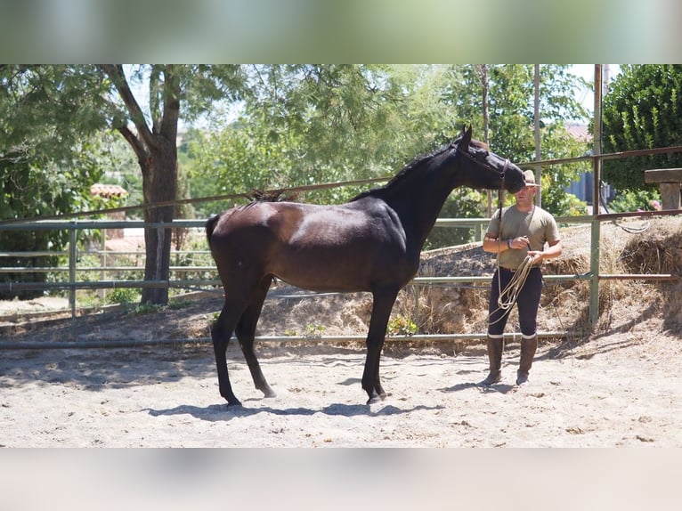 PRE Croisé Jument 5 Ans 164 cm Noir in NAVAS DEL MADRONO